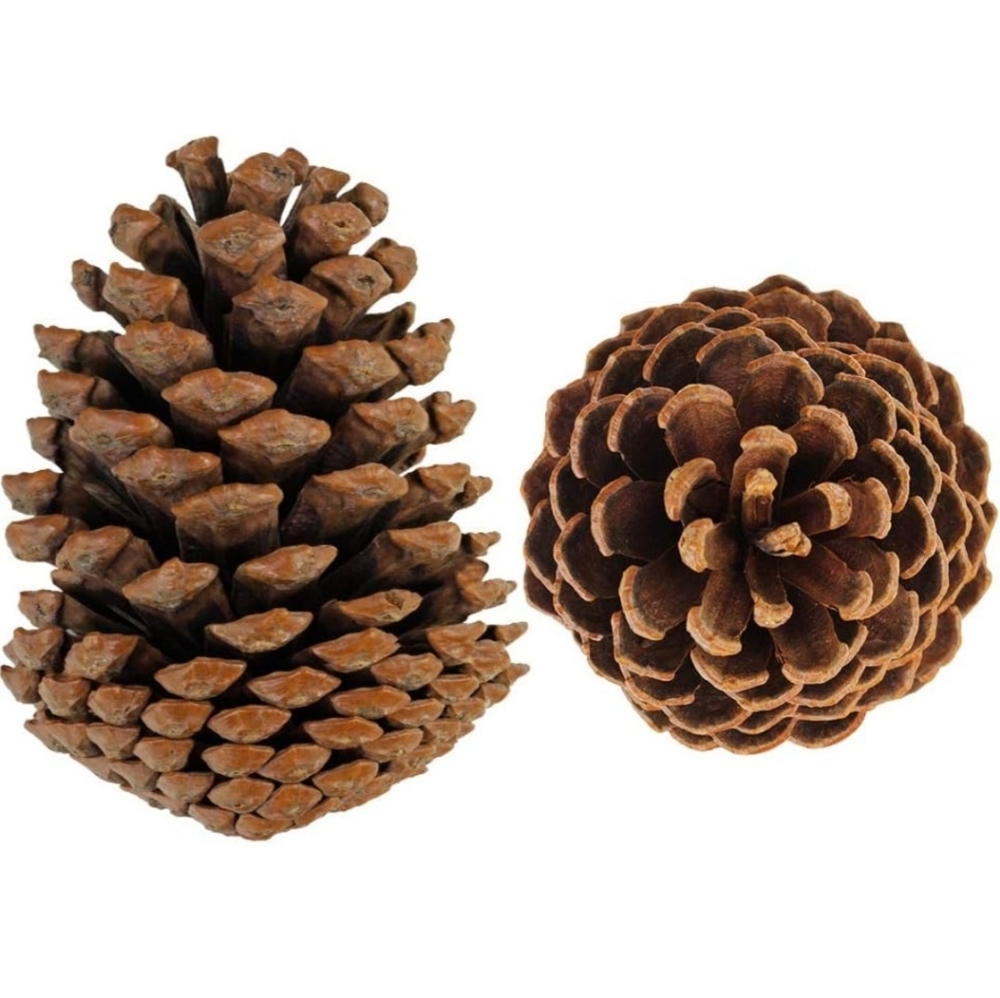 Pine cones